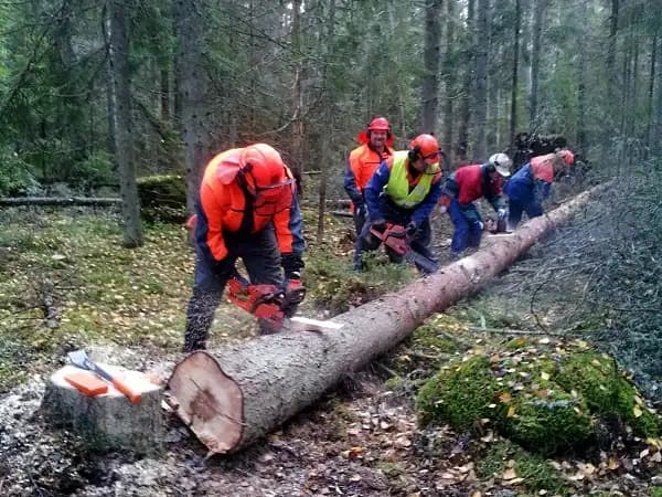 Motorsåg A utbildning