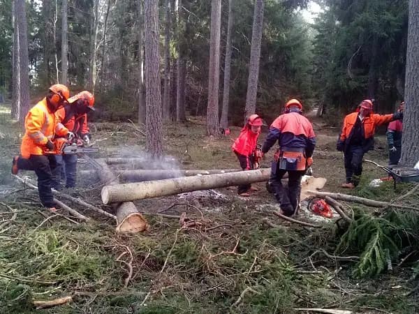 Motorsåg B utbildning