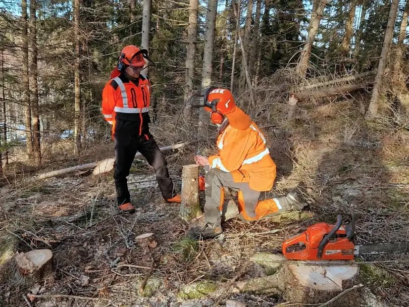 Motorsåg C utbildning
